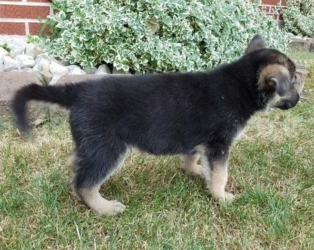 cute lovely amazing German shepherd