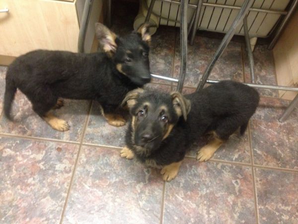 Kc Registered German Shepherd Pupsready Now