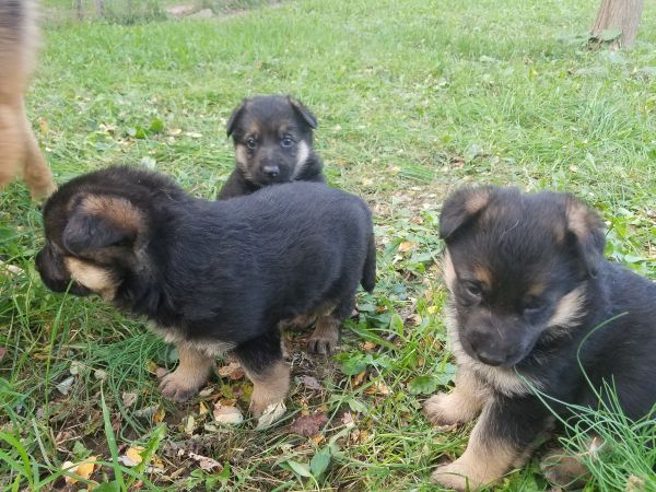Purebred AKC registered German Shepherd Puppies