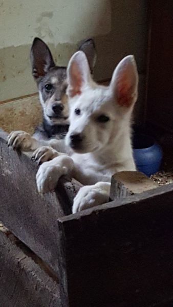 German Shepherd pups