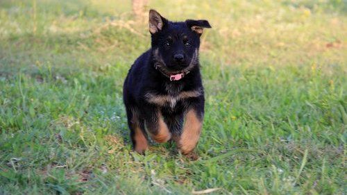 German Shepherd Dog Puppies for Sale