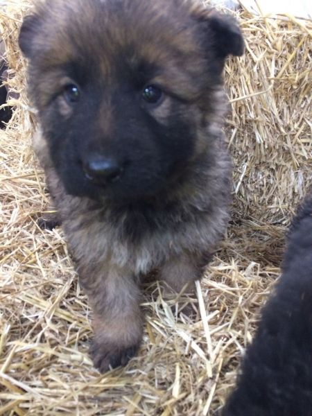 German Shepherd Long Hair Puppies