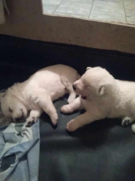German shepherd puppies (white)