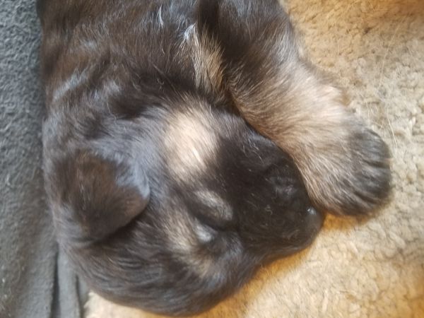 Longcoat german shepherd