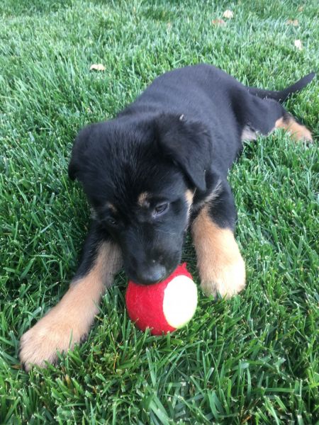 ---German shepherd puppies ---