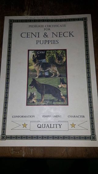 German shepherd puppies