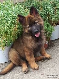 AKC German Shepherd Puppies for Re-Homing