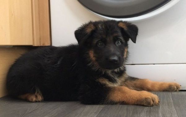 Kc German Shepherd Puppies