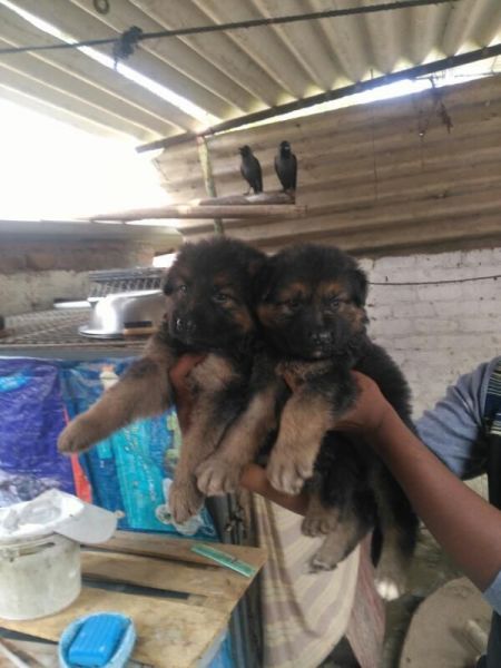 GERMANSHEPHERD PUPPY FOR SALE