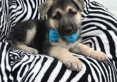 Beautiful High Quality Purebred German Shepherd Puppy