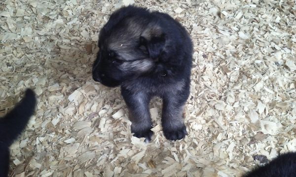 akc reg german shapard puppys