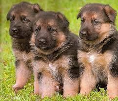 German Shepherd Puppies TEXT , ***
