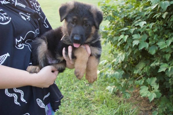 Amazing AKC High Quality Purebred German Shepherd Puppy
