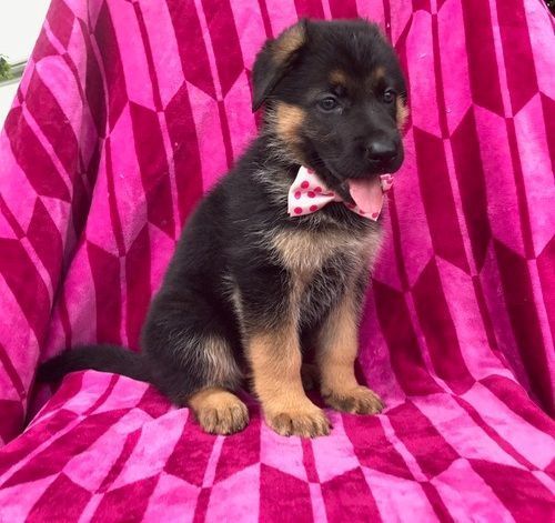 Purebred German Shepherd puppies