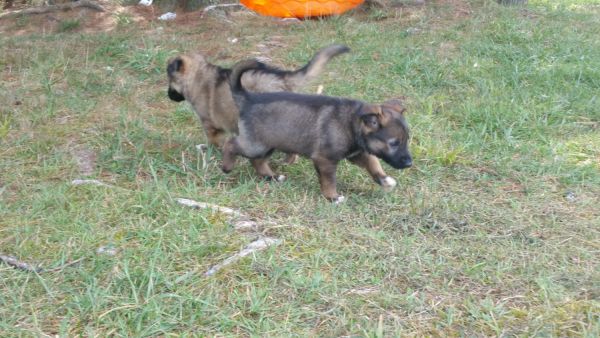 Pure bred german shepherd puppies