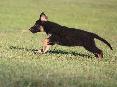 Beautiful German Shepherd Puppies
