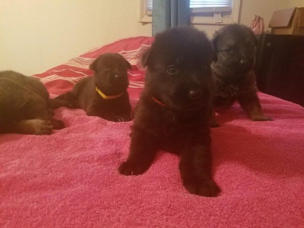 Adorable High Quality Purebred German Shepherd Puppy