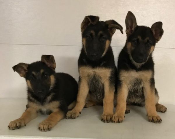 Adorable High Quality Purebred German Shepherd Puppy