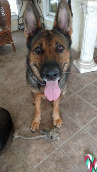 German Shepherd Puppies