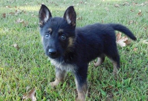 AKC Male and female German Shepherd puppies