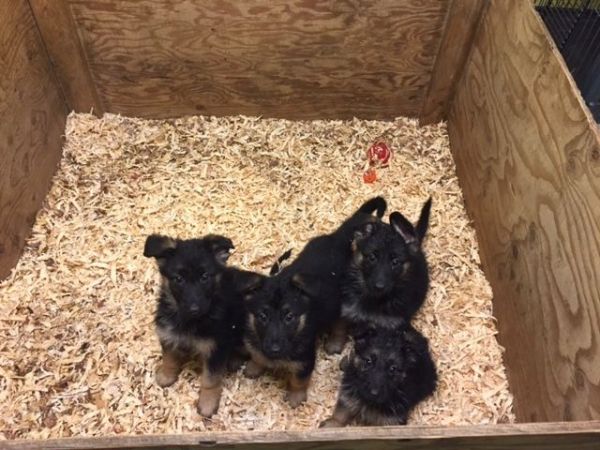 AKC German Shepherd Puppies