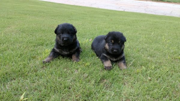 German Shepherd puppy