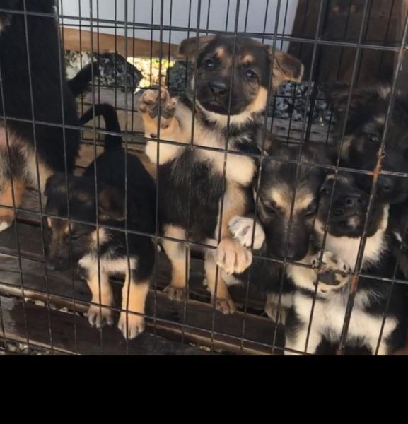 AKC german Shepherd puppies ***
