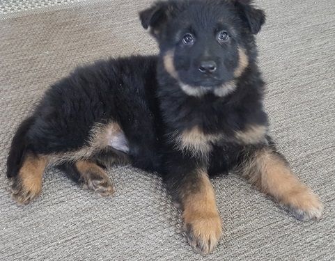German shepherd puppies