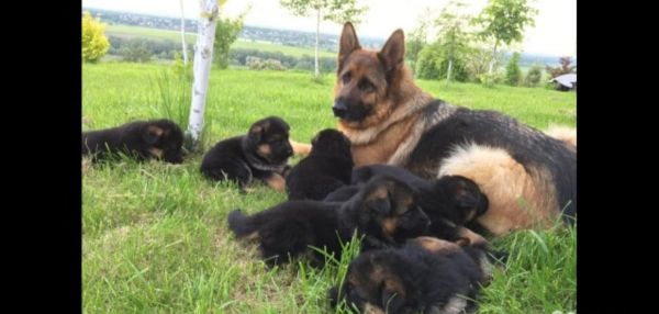 German shepherd puppies !!!!!!!