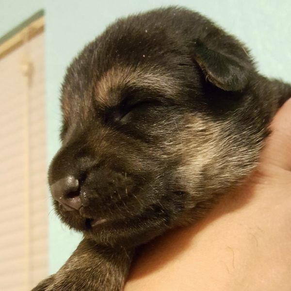 Purebred German Shepherd puppies Health Guarantee