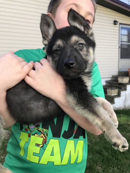 GERMAN SHEPHERDS PUPPIES