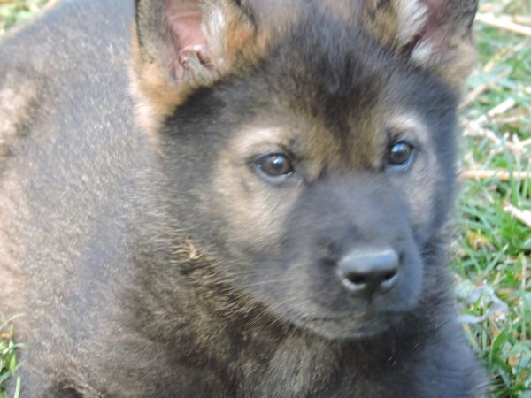 German Shepherd puppies