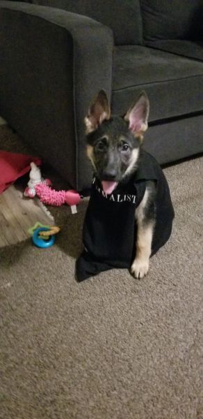 3 month old ouppy