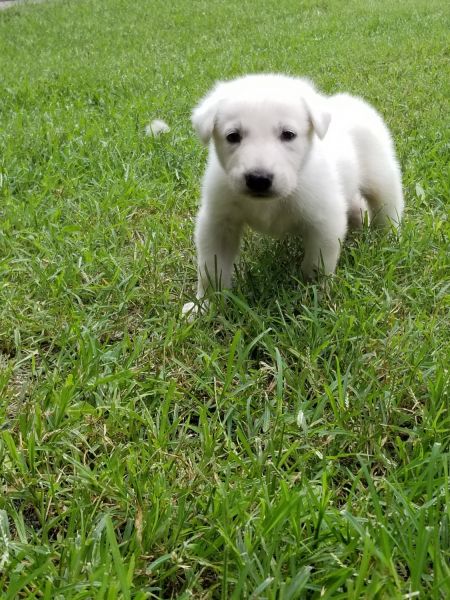 White German Shepherds puppies