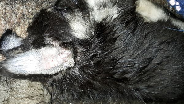 German sherpard purebreaf