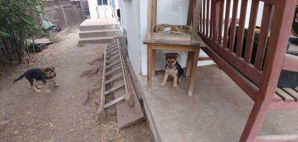 German Shepard Puppies For Sale