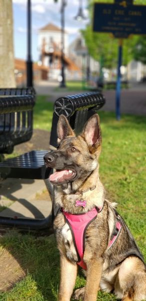 Purebred German Shepherd