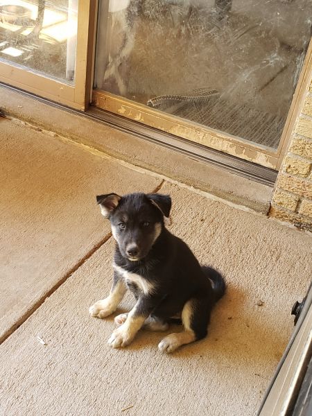 German Shepard/Husky mix puppies