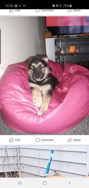 Purebred German shepherd puppies