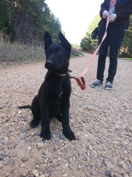 AKC German Shepherd Puppies