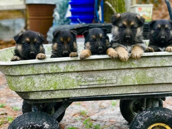 German Sheppard puppies