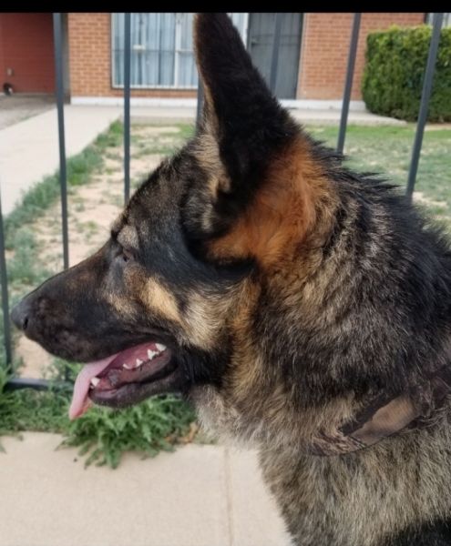 5 male German Shepherds 8-weeks old