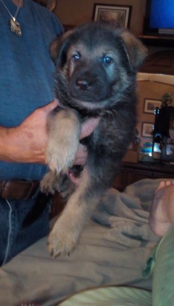 DDR/CZECHOSLOVAKIAN TITLED GERMAN SHEPHERD PUPPIES