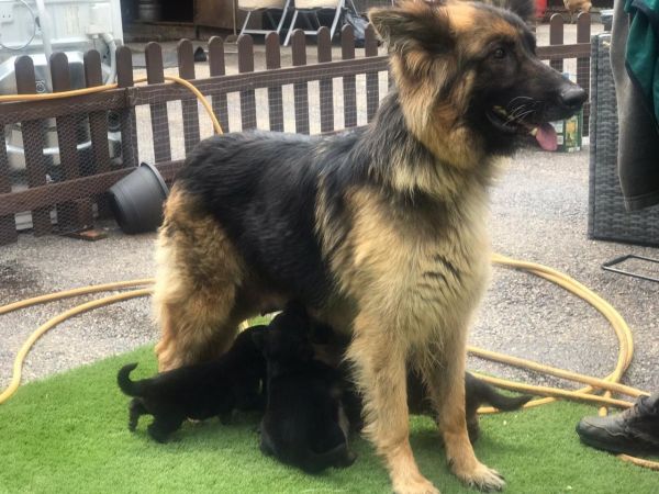 Outstanding Kc Reg German Shepherd Puppies