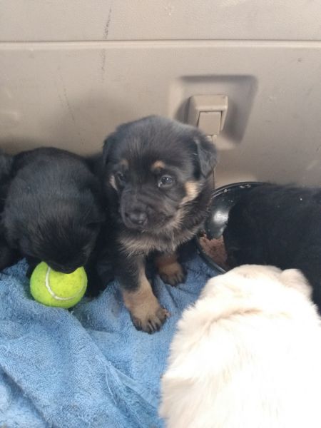 German shepherd rottweiler mix puppies