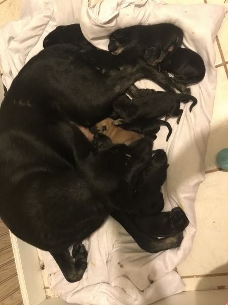 AKC Registered German Shepherd Puppies