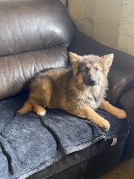 Blue & Tan German Shepard Pup Ready Now