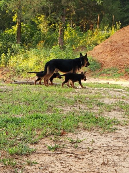 German Shepherd Puppies AKC Register