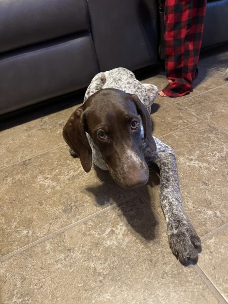 Female German short hair pointer