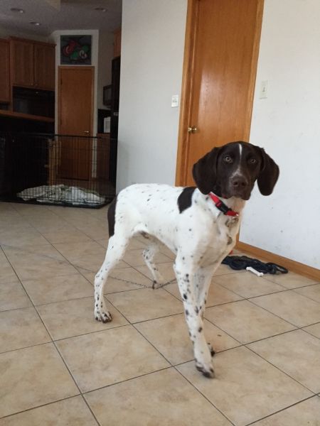 AKC German Shorthair Pointer